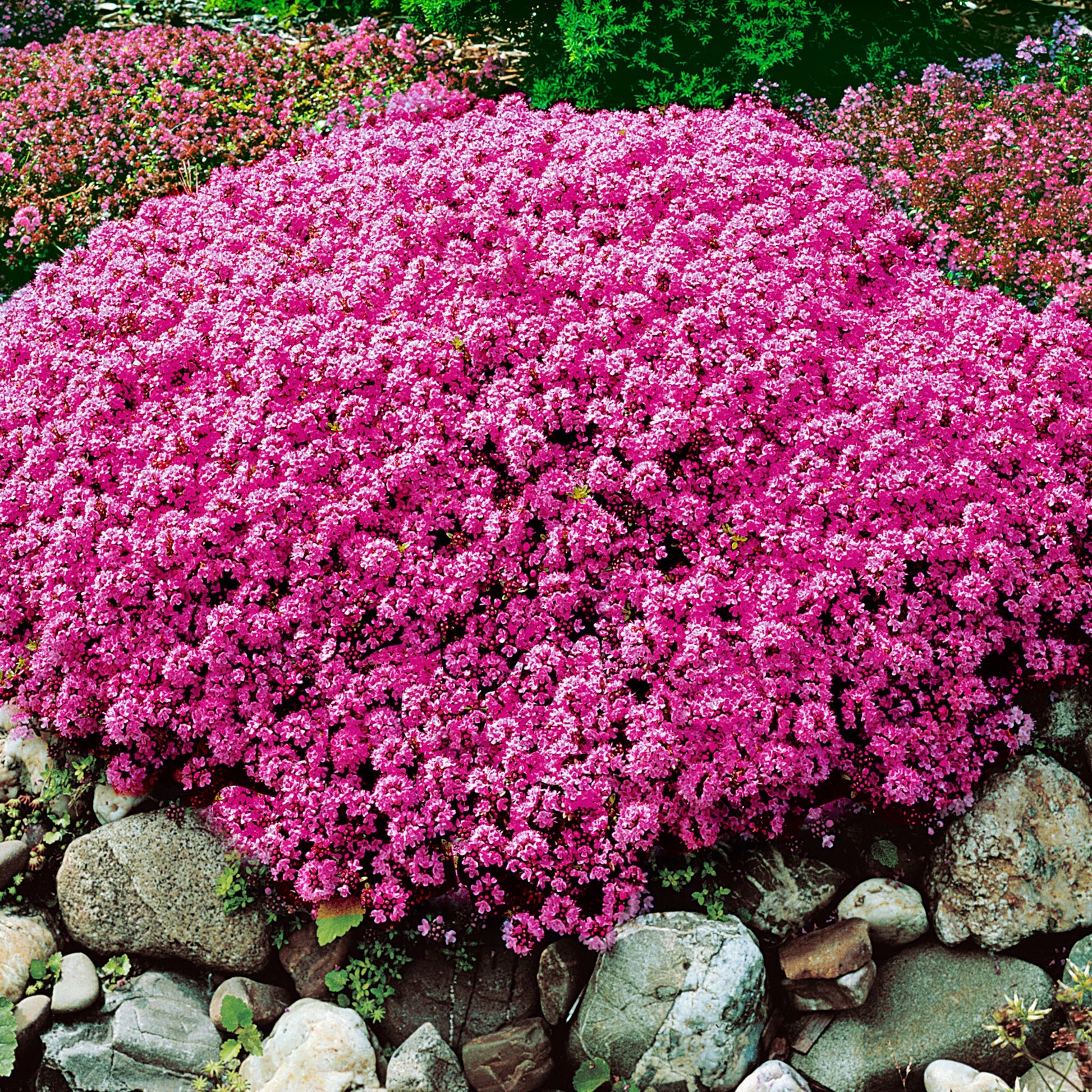Thymus Serpyllum Flower seeds for Planting Cottage Garden Essential Heirloom & GMO Free Seeds for Home Garden