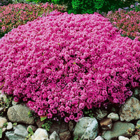 Thymus Serpyllum Flower seeds for Planting Cottage Garden Essential Heirloom & GMO Free Seeds for Home Garden