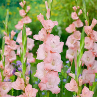 Peach Gladiolus Flower seeds for Planting - Cut Flower Favorite, Heirloom & GMO Free Seeds for Home Garden