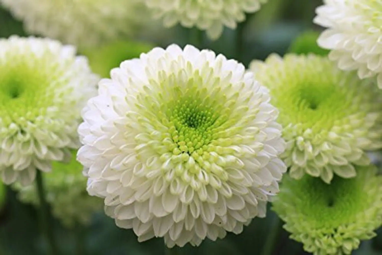 Green White Chrysanthemum Flower seeds for Planting - Bright Blooms, Heirloom & GMO Free Seeds for Home Garden