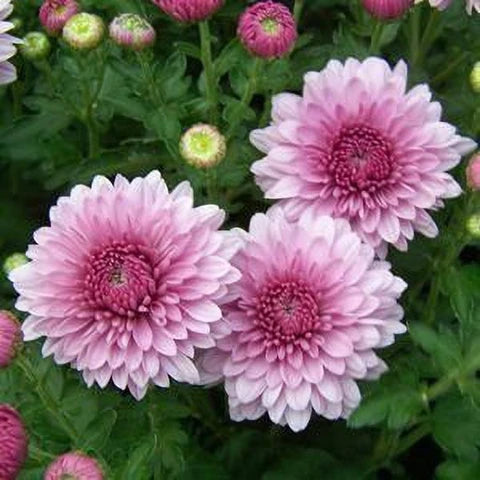 Fresh Chrysanthemum Flower seeds for Planting - Garden Favorite, Heirloom & GMO Free Seeds for Home Garden