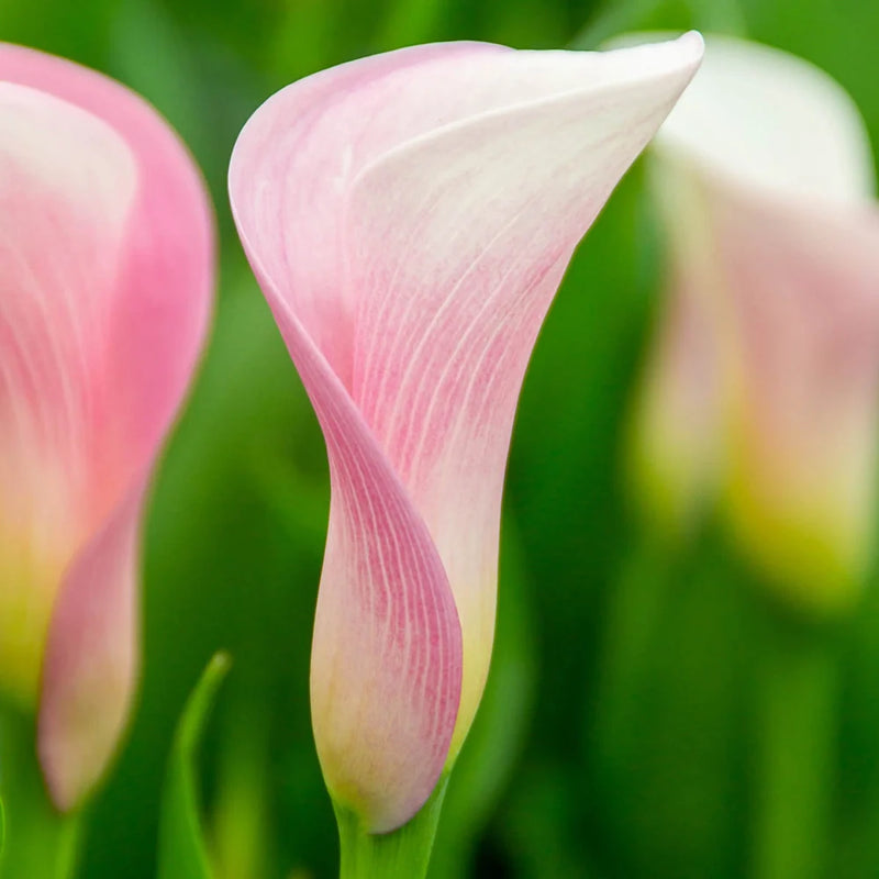 Baby Pink Calla Flower seeds for Planting Easy to Grow Heirloom & GMO Free Seeds for Home Garden