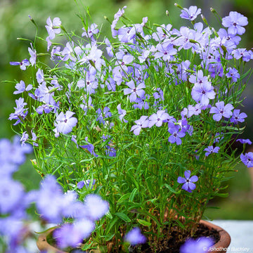 Blue Viscaria Flower seeds for Planting - Fragrant Blossoms, Heirloom & GMO Free Seeds for Home Garden