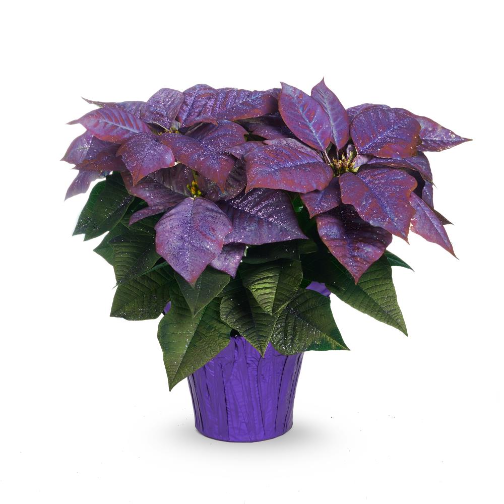 Purple Poinsettia Flower seeds for Planting - Long Bloom Season, Heirloom & GMO Free Seeds for Home Garden