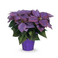 Purple Poinsettia Flower seeds for Planting - Long Bloom Season, Heirloom & GMO Free Seeds for Home Garden