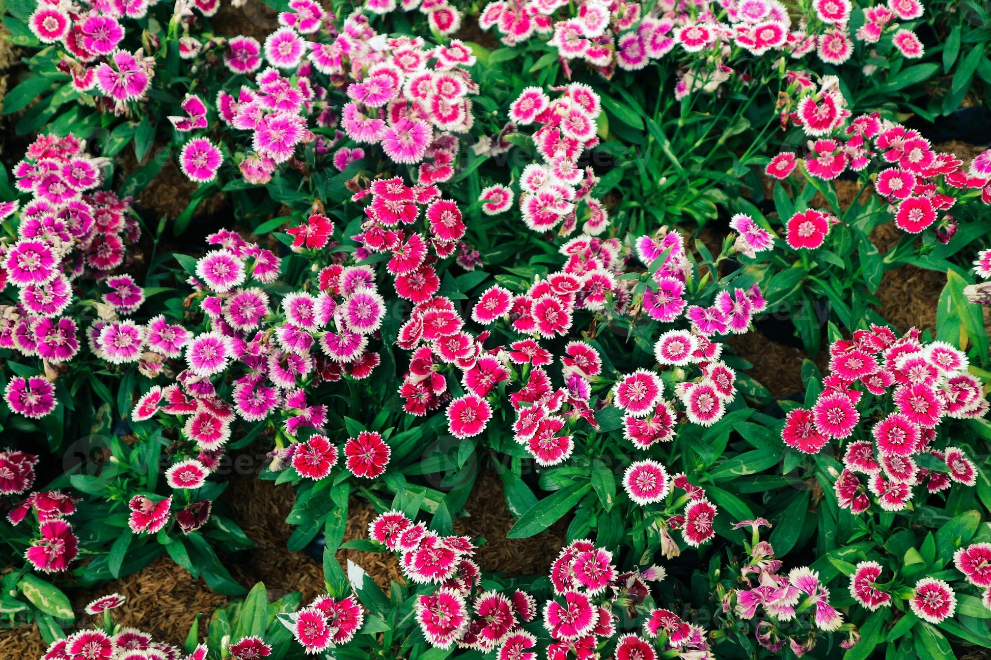 Dianthus Barbatus Flower seeds for Planting Low Maintenance Heirloom & GMO Free Seeds for Home Garden