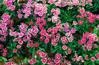 Dianthus Barbatus Flower seeds for Planting Low Maintenance Heirloom & GMO Free Seeds for Home Garden