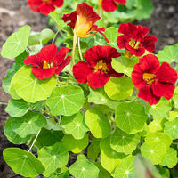Red Yellow Nasturtium Flower seeds for Planting Fragrant Blossoms Heirloom & GMO Free Seeds for Home Garden