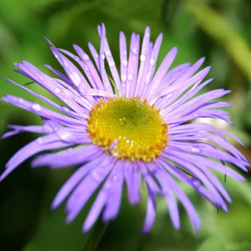 Purple Yellow Erigeron Flower Seeds for Vibrant Planting