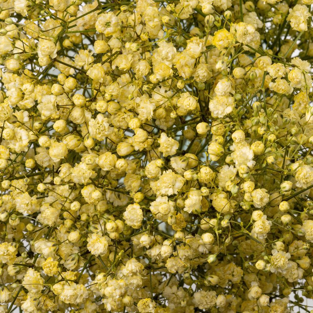 Light Yellow Gypsophila Paniculata Seeds Low Maintenance Heirloom & GMO Free Seeds for Home Garden
 
 Sale