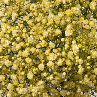 Light Yellow Gypsophila Paniculata Seeds Low Maintenance Heirloom & GMO Free Seeds for Home Garden
 
 Sale
