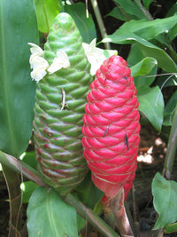Wild Ginger Flower seeds for Planting Vibrant Colors Heirloom & GMO Free Seeds for Home Garden