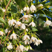 Snowbell Tree Seeds Planting Guide