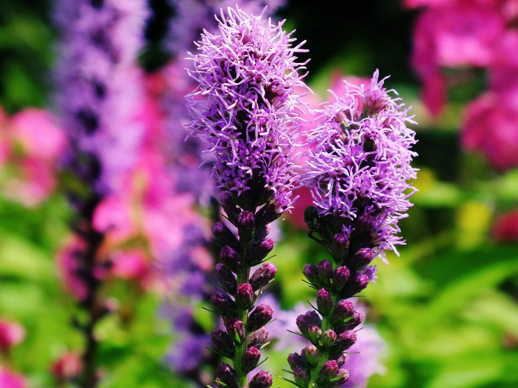Purple Liatris Spicata Flower seeds for Planting - Low Maintenance, Heirloom & GMO Free Seeds for Home Garden