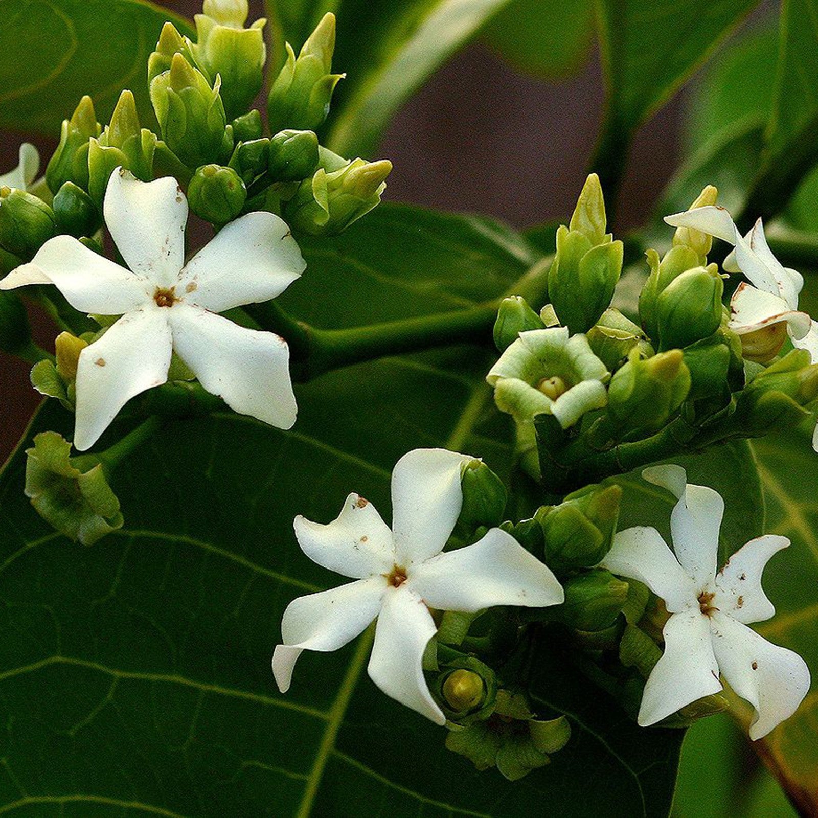 Voacanga Flower Seeds: Enchanting Blooms for Garden Enthusiasts  Plant with Joy!