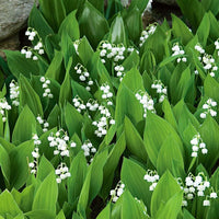 Majalis Flower seeds for Planting Easy to Grow Heirloom & GMO Free Seeds for Home Garden