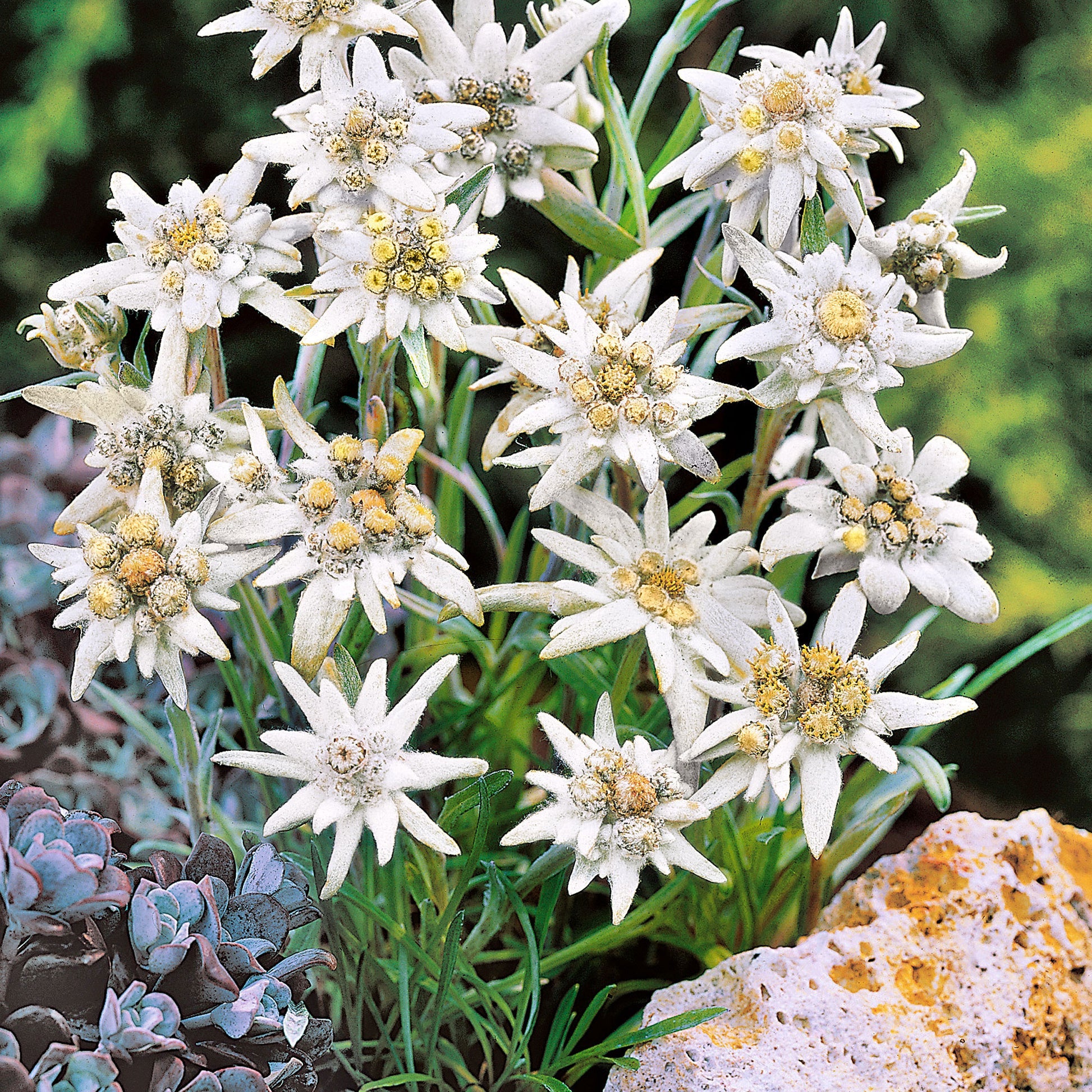 White Edelweiss Alpine Flower seeds for Planting Seasonal Bloomer Heirloom & GMO Free Seeds for Home Garden
 
 Sale