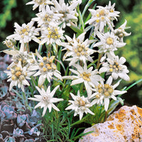 White Edelweiss Alpine Flower seeds for Planting Seasonal Bloomer Heirloom & GMO Free Seeds for Home Garden
 
 Sale