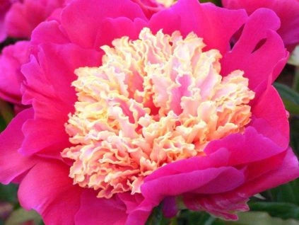 Pink Paeonia Tenuifolia Flower seeds for Planting - Perfect for Borders, Heirloom & GMO Free Seeds for Home Garden