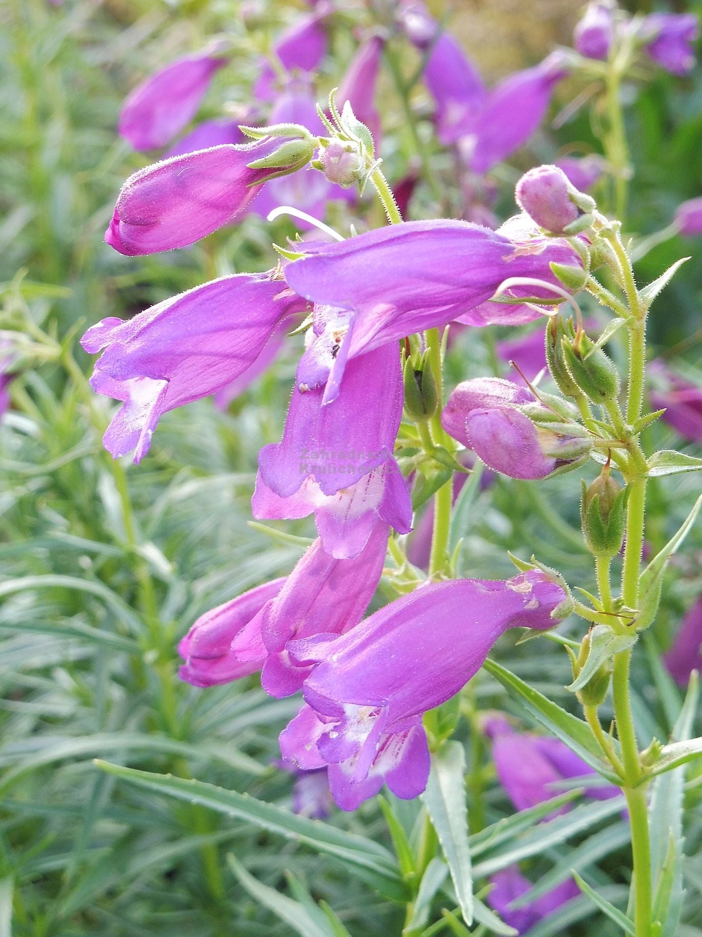 Purple Mexicali Sunburst Penstemon Seeds - Perfect for Planting