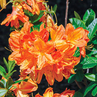 Azalea Flower seeds for Planting Vibrant Colors Heirloom & GMO Free Seeds for Home Garden 
 
 Sale