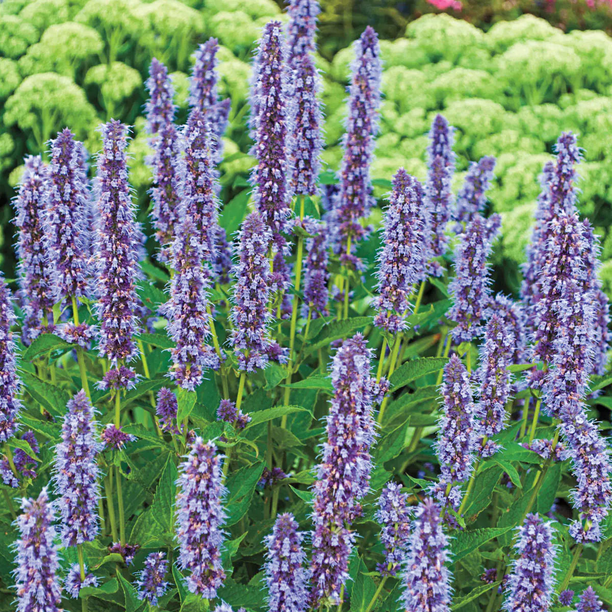 Purple Mint Flower seeds for Planting - Hardy Variety, Heirloom & GMO Free Seeds for Home Garden
