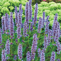 Purple Mint Flower seeds for Planting - Hardy Variety, Heirloom & GMO Free Seeds for Home Garden