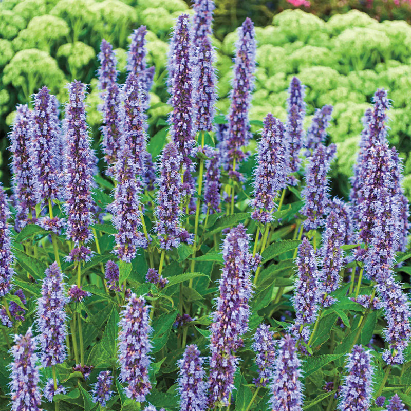 Purple Mint Flower seeds for Planting - Hardy Variety, Heirloom & GMO Free Seeds for Home Garden