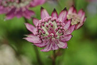 Maroon Astrantia Flower Seeds for Planting – Premium Heirloom, Non-GMO, High Germination Organic Garden Seeds
