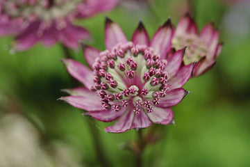 Maroon Astrantia Flower Seeds for Planting – Premium Heirloom, Non-GMO, High Germination Organic Garden Seeds