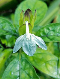 Ecbolium Viride Flower Seeds for Planting