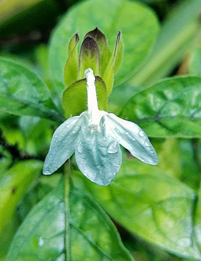 Blue Ecbolium Viride Flower seeds for Planting Seasonal Bloomer Heirloom & GMO Free Seeds for Home Garden 
 
 Sale