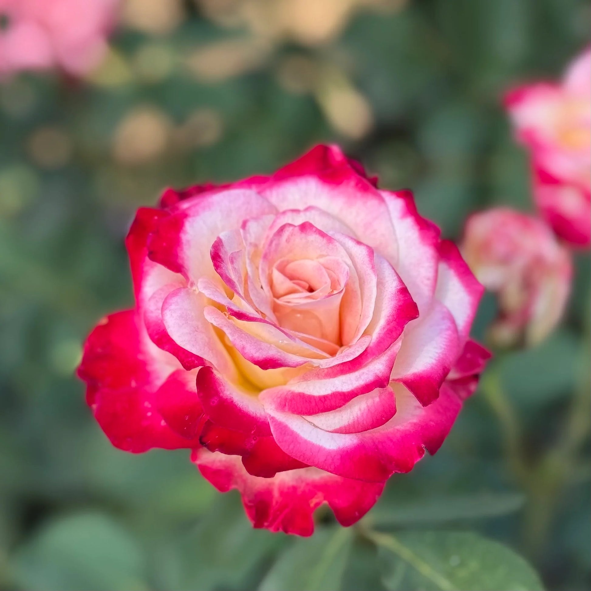 Rose Flower with Red Edge Seeds for Planting - Vibrant Floral Seeds for Your Garden