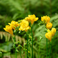 Yellow Freesias Flower seeds for Planting Cut Flower Favorite Heirloom & GMO Free Seeds for Home Garden 
 
 Sale
