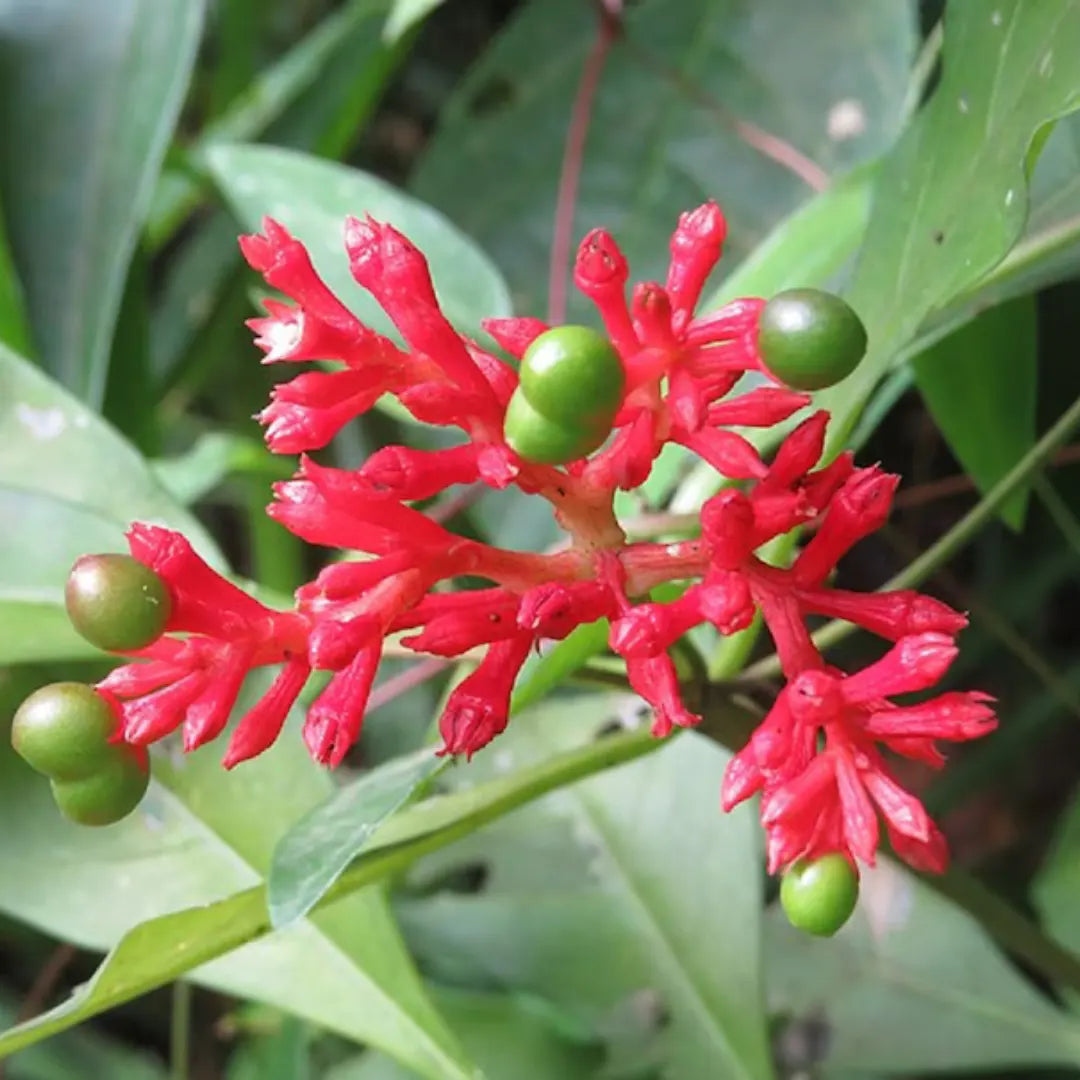 Heirloom Rauvolfia Flower seeds for Planting Garden Favorite Heirloom & GMO Free Seeds for Home Garden