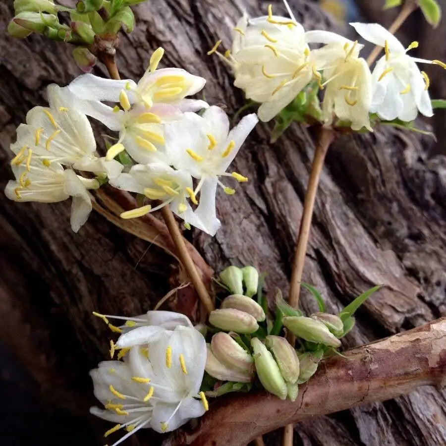 Lonicera Fragrantissima Flower seeds for Planting Wildflower Mix Heirloom & GMO Free Seeds for Home Garden