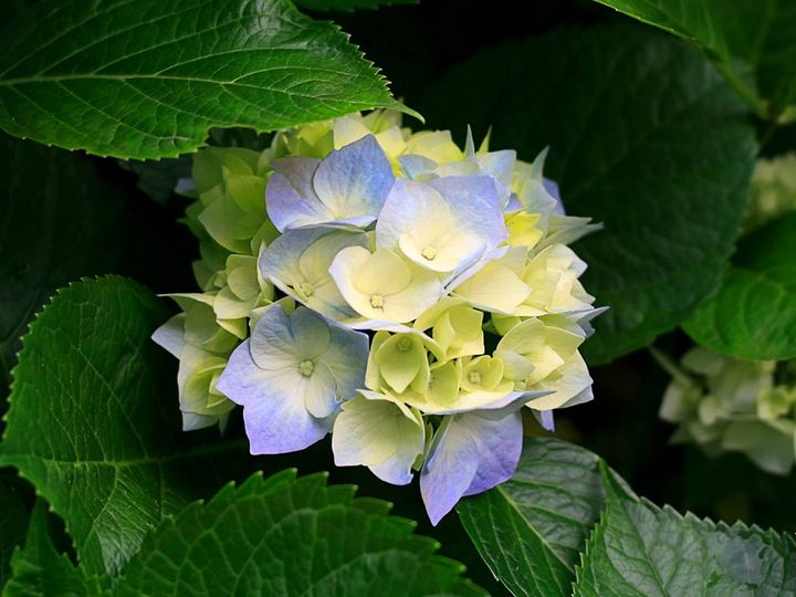 Blue & Yellow Hydrangea Flower seeds for Planting Garden Favorite Heirloom & GMO Free Seeds for Home Garden
 
 Sale
