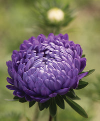 Light Purple China Aster Flower Seeds for Planting Colorful Display Heirloom & GMO Free Seeds for Home Garden
 
 Sale