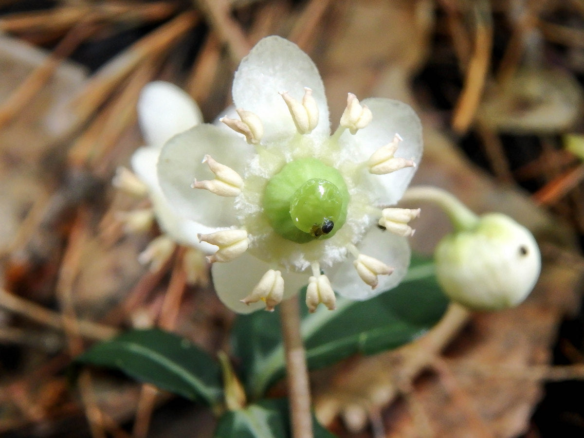 Wintergreen Flower seeds for Planting Perfect for Borders Heirloom & GMO Free Seeds for Home Garden