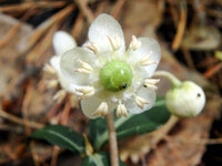 Wintergreen Flower seeds for Planting Perfect for Borders Heirloom & GMO Free Seeds for Home Garden