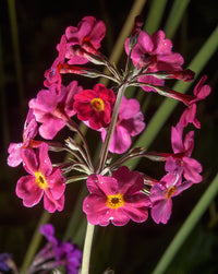 Primula Japonica Flower seeds for Planting Compact Growth Heirloom & GMO Free Seeds for Home Garden