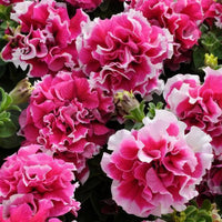 White Pink Double Petunia Flower Seeds for Planting  Seed for Lush Blooms, Ideal for Garden Beautification