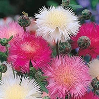 Heirloom Moschata Flower seeds for Planting Premium Quality Heirloom & GMO Free Seeds for Home Garden