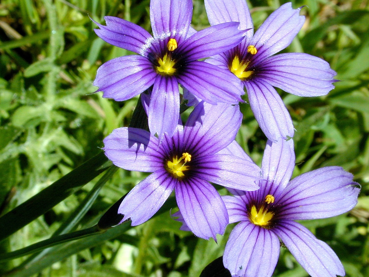 Sisyrinchium Bellum Flower seeds for Planting Shade Tolerant Heirloom & GMO Free Seeds for Home Garden