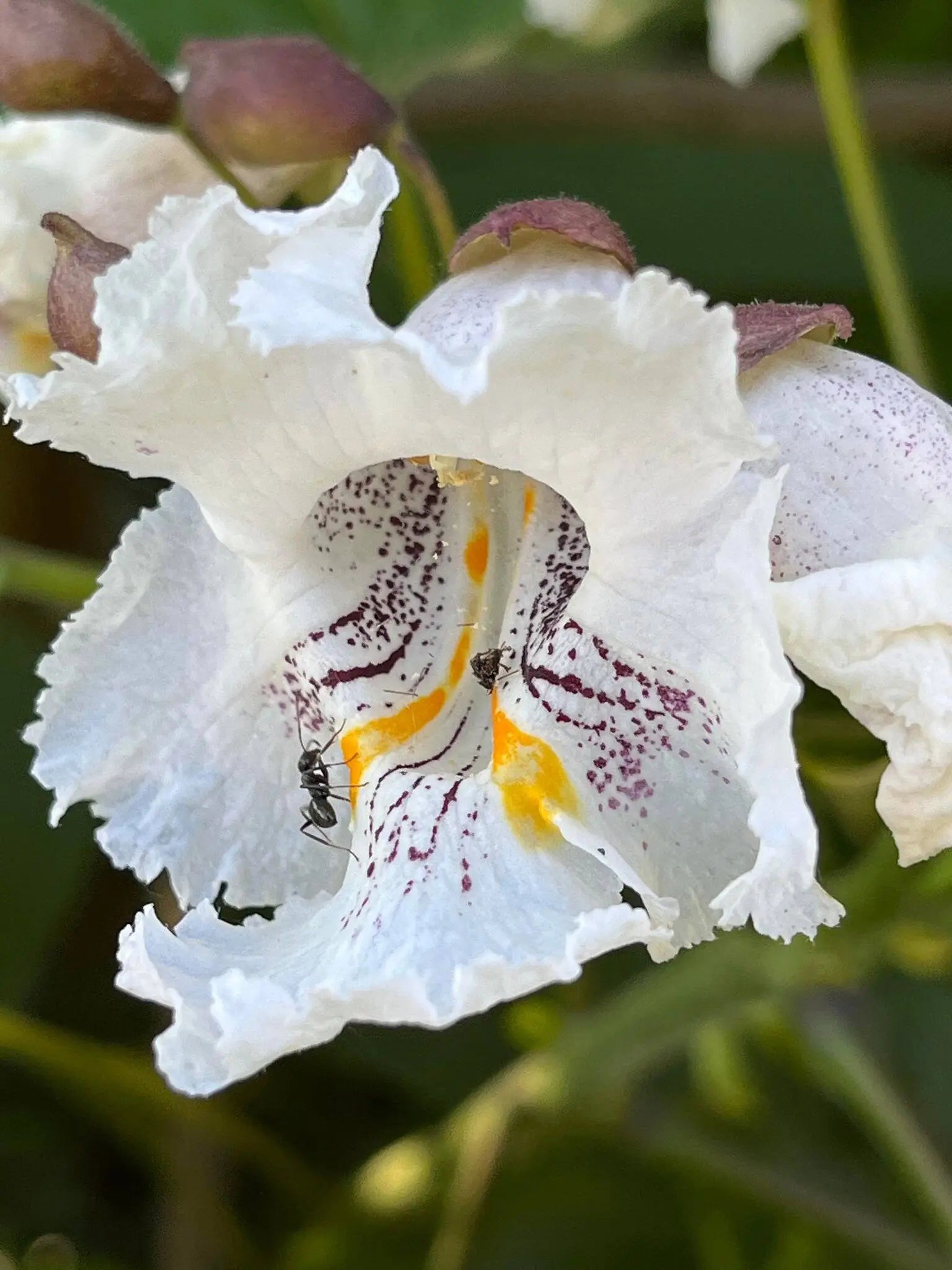White Catalpa Flower seeds for Planting Drought Tolerant Heirloom & GMO Free Seeds for Home Garden 
 
 Sale
