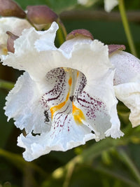 White Catalpa Flower seeds for Planting Drought Tolerant Heirloom & GMO Free Seeds for Home Garden 
 
 Sale