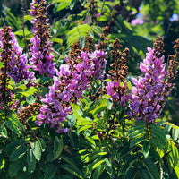 Millettia Grandis - Umzimbeet - Flower Rare Seeds