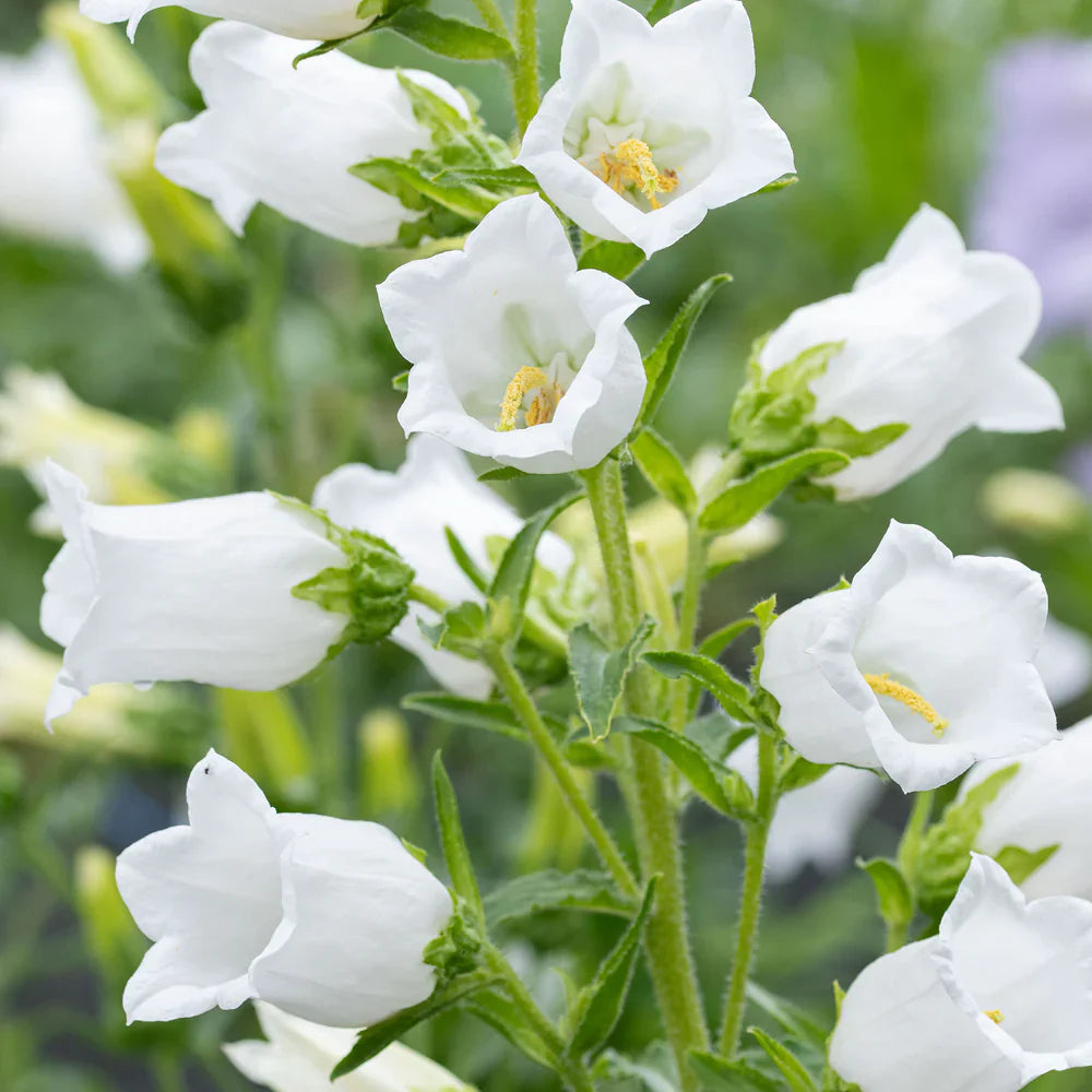 White Canterbury Bells Flower Seeds for Planting Vibrant Colors Heirloom & GMO Free Seeds for Home Garden
 
 Sale