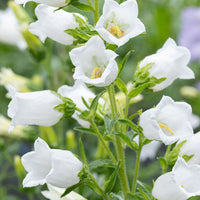 White Canterbury Bells Flower Seeds for Planting Vibrant Colors Heirloom & GMO Free Seeds for Home Garden
 
 Sale