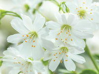White Nevada Lewisia Flower seeds for Planting - Easy to Grow, Heirloom & GMO Free Seeds for Home Garden
 
 Sale